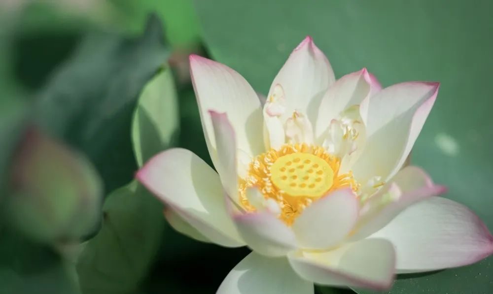 廣州天河城26周年全真荷花主題展覽活動策劃打造了一片新奇的消暑之地 - 第21張 - 會展活動策劃CCASY.COM 廣州天河城26周年全真荷花主題展覽活動策劃打造了一片新奇的消暑之地 - 第21張